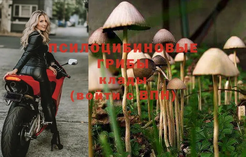 Галлюциногенные грибы MAGIC MUSHROOMS  продажа наркотиков  Скопин 